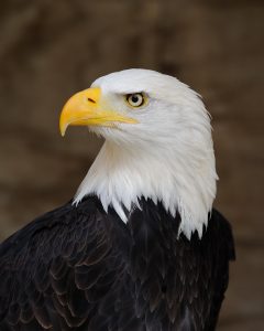 Bald_Eagle_Portrait
